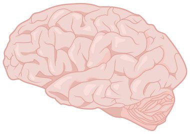 Beyin vektör görüntü