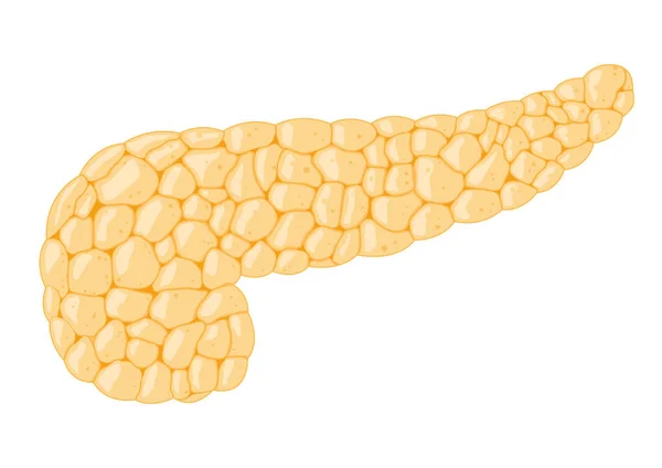 人胰腺的矢量图像 — 图库矢量图片