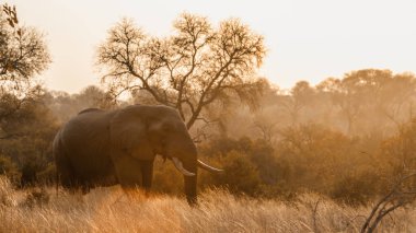 Nakit Loxodonta africana ailesi fil