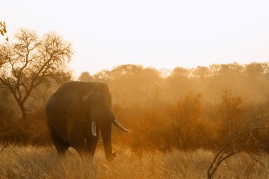 Nakit Loxodonta africana ailesi fil