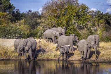 Nakit Loxodonta africana ailesi fil