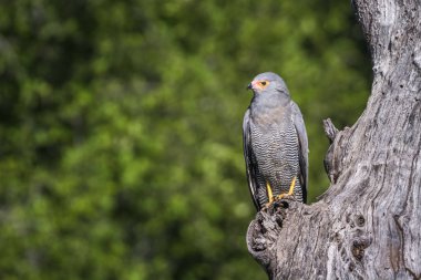 Nakit Polyboroides typus ailesi türü