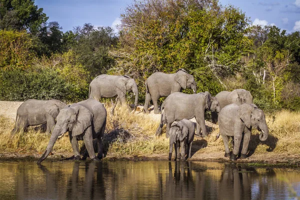 ゾウ科の正貨 Loxodonta アフリカーナ家族 — ストック写真