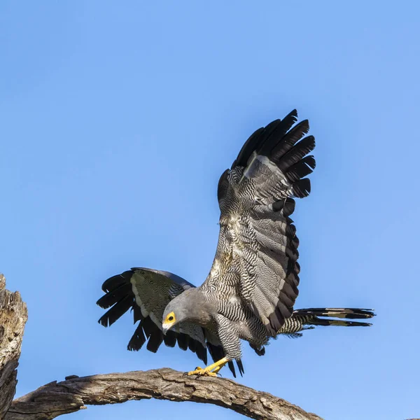 Accipitridae Polyboroides 调制家族的钱币 — 图库照片