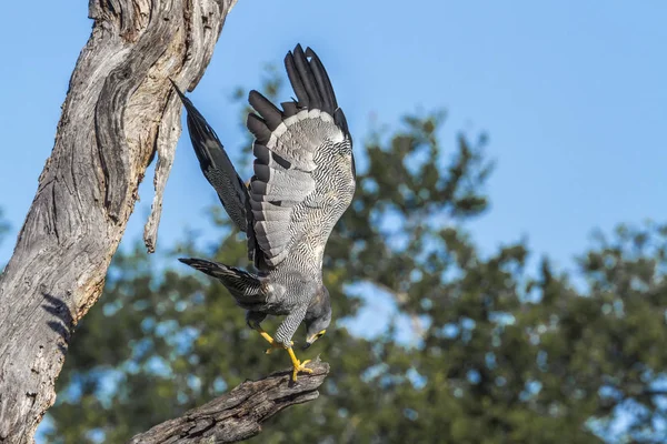 Specie Polyboroides Typus Family Accipitridae — Stock Photo, Image