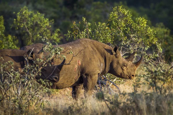 Rhinocerotidae Diceros Bicornis 제품군 — 스톡 사진