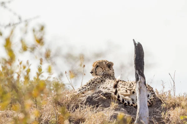 Espèce Acinonyx Jubatus Famille Des Felidae — Photo