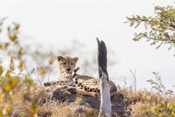 Espèce Acinonyx Jubatus Famille Des Felidae — Photo