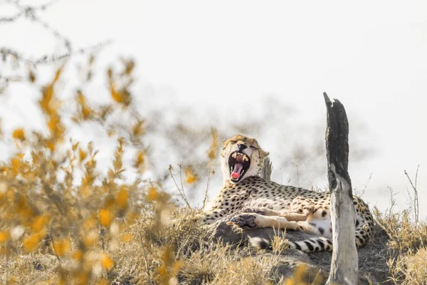 Espèce Acinonyx Jubatus Famille Des Felidae — Photo