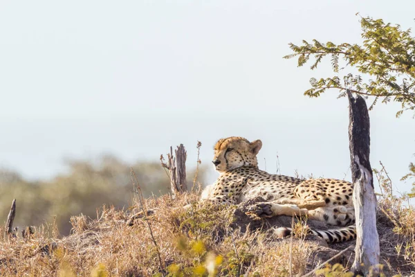 Espèce Acinonyx Jubatus Famille Des Felidae — Photo