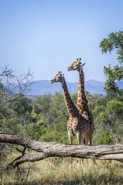 Nakit zürafa zürafa aile giraffidae