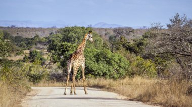 Nakit zürafa zürafa aile giraffidae