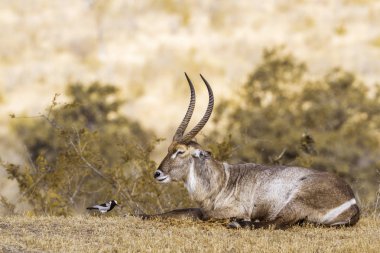 Nakit Kobus ellipsiprymnus aile bovidae