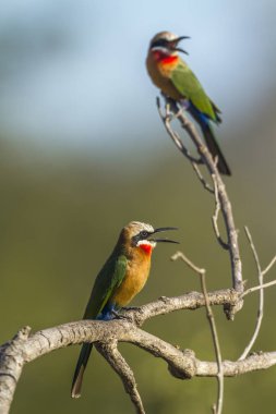 Nakit arı kuşu bullockoides ailesi meropidae