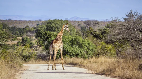 Specie Giraffa Camelopardalis Family Giraffidae — Stock Photo, Image