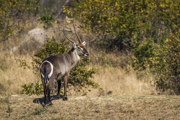 Especie Kobus Ellipsiprymnus Familia Bovidae —  Fotos de Stock