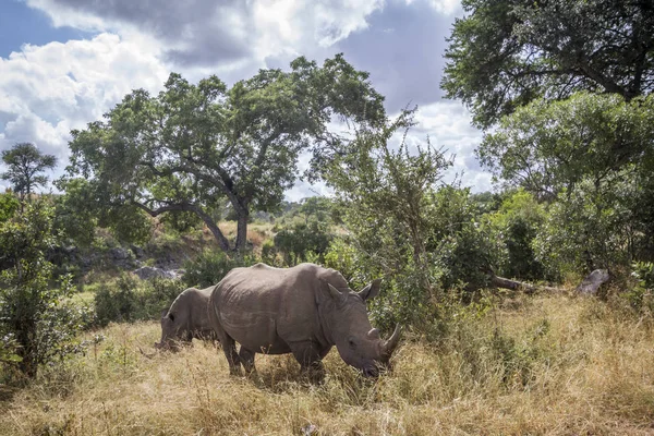 Nakit Ceratotherium Simum Simum Ailesi Rhinocerotidae — Stok fotoğraf