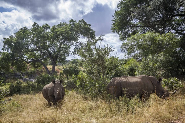 Nakit Ceratotherium Simum Simum Ailesi Rhinocerotidae — Stok fotoğraf