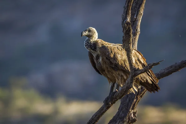 Espèce Gyps Africanus Famille Des Accipitridae — Photo