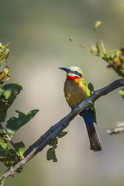 Gatunku Merops Bullockoides Rodziny Meropidae — Zdjęcie stockowe