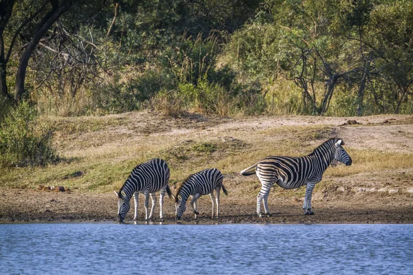 Specie Equus Quagga Burchellii Család Lófélék — Stock Fotó