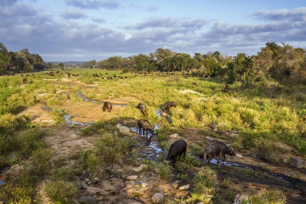 アフリカ水牛のクルーガー国立公園 南アフリカ共和国 ウシ科の正貨 Syncerus Caffer — ストック写真