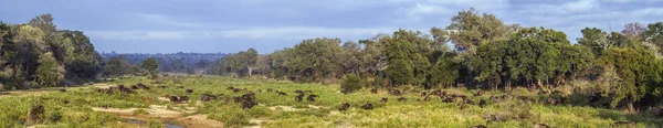 Африканські Буйволи Національний Парк Крюгера Пар Виду Syncerus Caffer Родини — стокове фото
