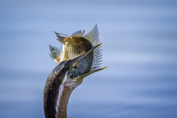 Darter Africano Parque Nacional Kruger África Sul Espécie Anhinga Rufa — Fotografia de Stock