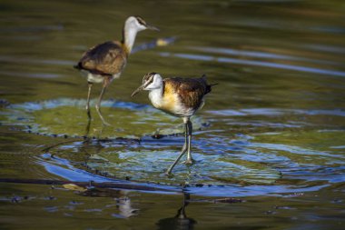 Kruger National park, Güney Afrika Afrika Jasana; Jacanidae nakit Actophilornis africanus ailesi
