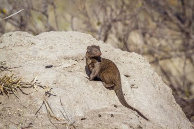 Ortak cüce gelincik Kruger National park, Güney Afrika için; Nakit Helogale parvula ailesi Herpestidae