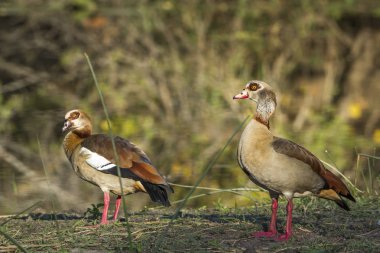 Mısır kaz Kruger National park, Güney Afrika için; Nakit Alopochen aegyptiaca ailesinin Anatidae