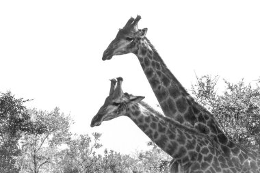 Zürafa Kruger National park, Güney Afrika için; Nakit zürafa zürafa aile Giraffidae