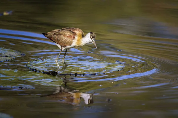 Kruger National park, Güney Afrika Afrika Jasana; Jacanidae nakit Actophilornis africanus ailesi