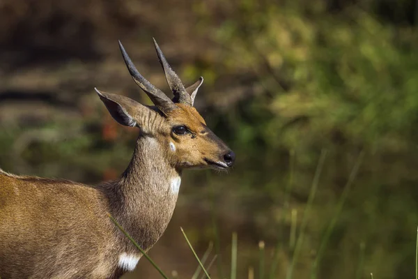 Cape Bushbuck Kruger National Park Afryka Południowa Specie Tragelaphus Sylvaticus — Zdjęcie stockowe