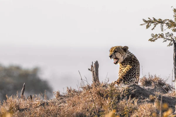 在南非克鲁格国家公园的猎豹 猫科动物猎豹属 Jubatus 家族的钱币 — 图库照片