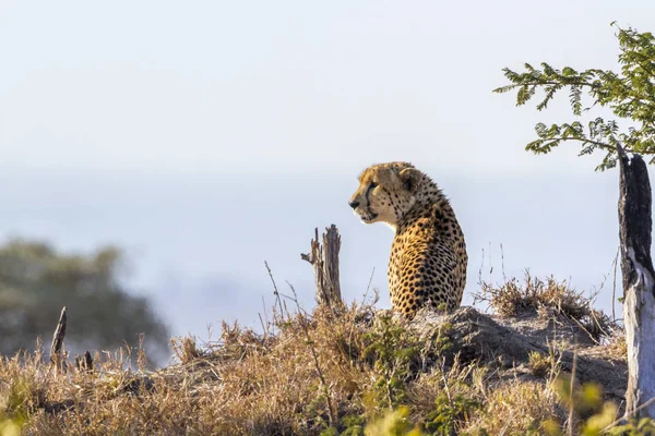 Cheetah Kruger National Park Sydafrika Specie Acinonyx Jubatus Familj Felidae — Stockfoto