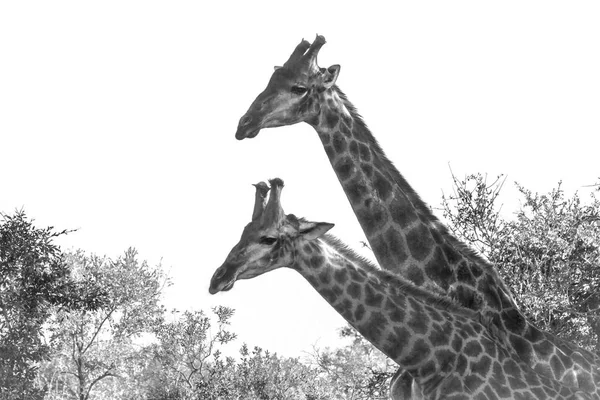 Giraffe Kruger Nationalpark Südafrika Giraffenfamilie Der Kamelopardalis — Stockfoto