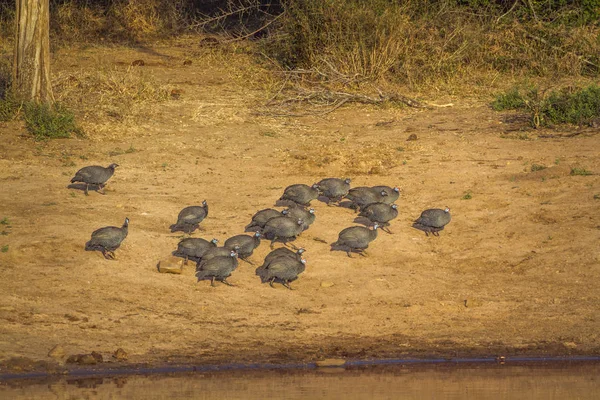 Kruger National Park Güney Afrika Için Miğferli Beçtavuğu Numididae Nakit — Stok fotoğraf