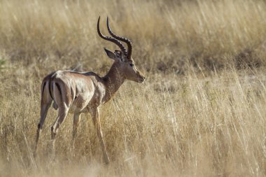 Kruger Ulusal Parkı, Güney Afrika 'da yaygın Impala; Bovidae familyasından Specie Aepyceros melampus