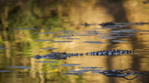 南非克鲁格国家公园的尼罗河鳄鱼 Crocodylidae 鳄罗非鱼家族的钱币 — 图库照片