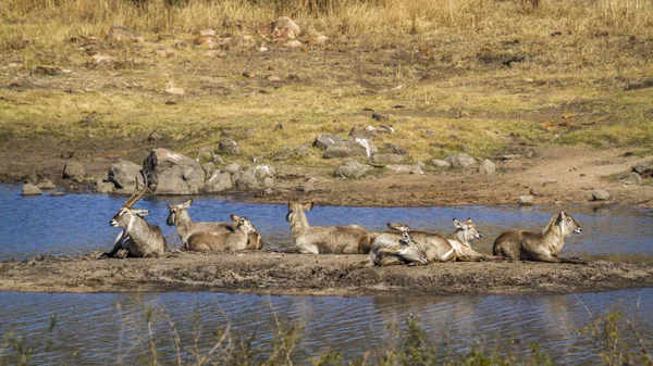 Közös Gyűrűsfarkú Víziantilop Kruger Nemzeti Park Dél Afrikai Köztársaság Bovidae — Stock Fotó