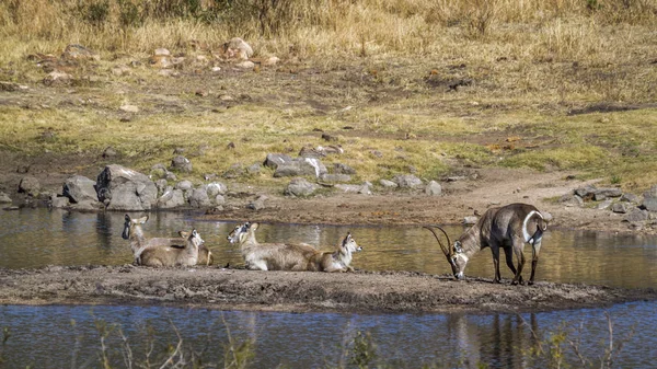 Gemeenschappelijke Waterbok Kruger National Park Zuid Afrika Specie Kobus Ellipsiprymnus — Stockfoto