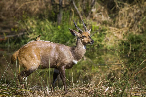 Cape Bushbuck Kruger National Park Afryka Południowa Specie Tragelaphus Sylvaticus — Zdjęcie stockowe