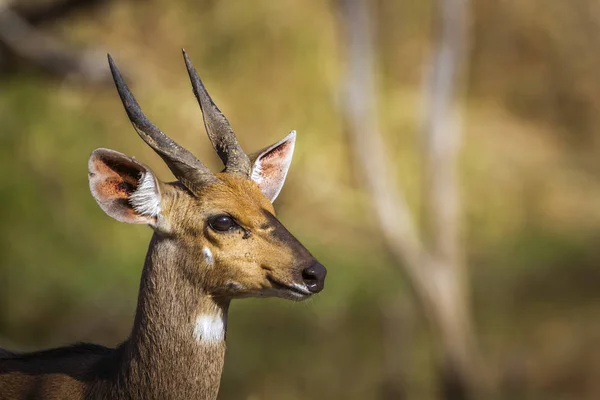 Bushbuck のクルーガー国立公園 南アフリカ共和国 ウシ科の正貨羚羊 Sylvaticus — ストック写真