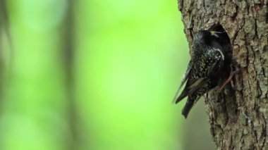 Vosges, Fransa - nakit Sturnidae Sturnus vulgaris ailesinin ortak Starling 