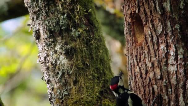 キツツキのヴォージュ フランスの正貨 Picidae Dendrocopos 主要な家族 — ストック動画