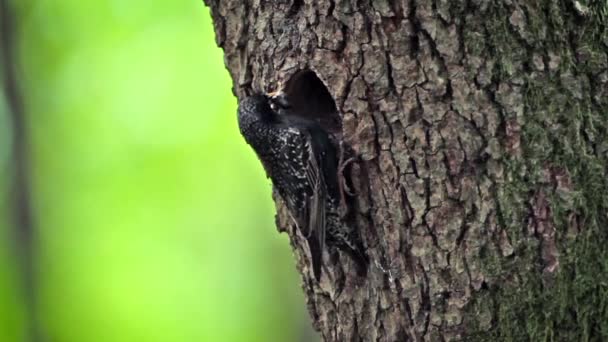 Starling Comum Vosges França Espécie Sturnus Vulgaris Família Sturnidae — Vídeo de Stock