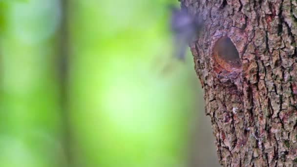 Szpak Regionie Wogezy Francja Specie Sturnus Vulgaris Rodziny Szpakowatych Sturnidae — Wideo stockowe