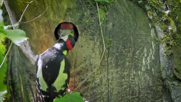 Gran Pájaro Carpintero Moteado Vosges Francia Especie Dendrocopos Familia Principal — Vídeos de Stock