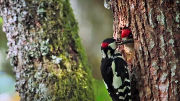 Buntspecht Den Vogesen Frankreich Art Dendrocopos Major Family Picidae — Stockvideo